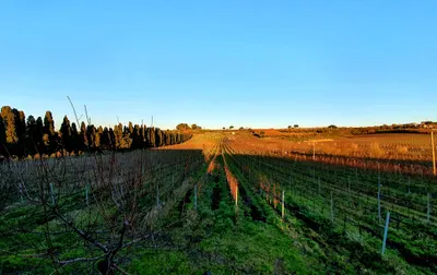 Vineyard rows in golden evening light with a line of cypresses along the edge