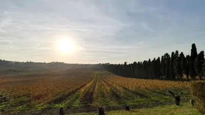 Autumn vineyard rows glowing in low sun beside a line of cypress trees