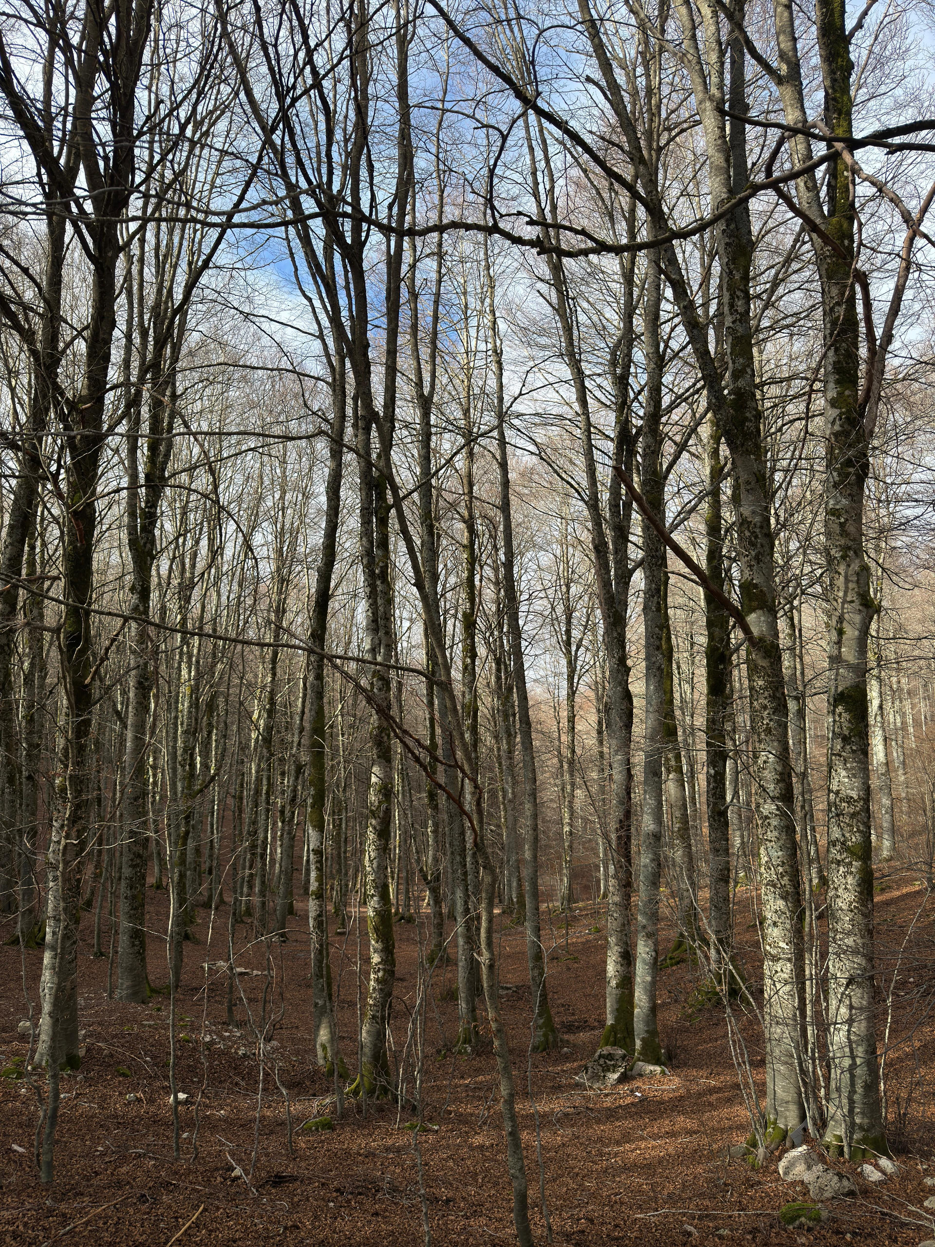 A bare beech forest in winter at Forca d'Acero