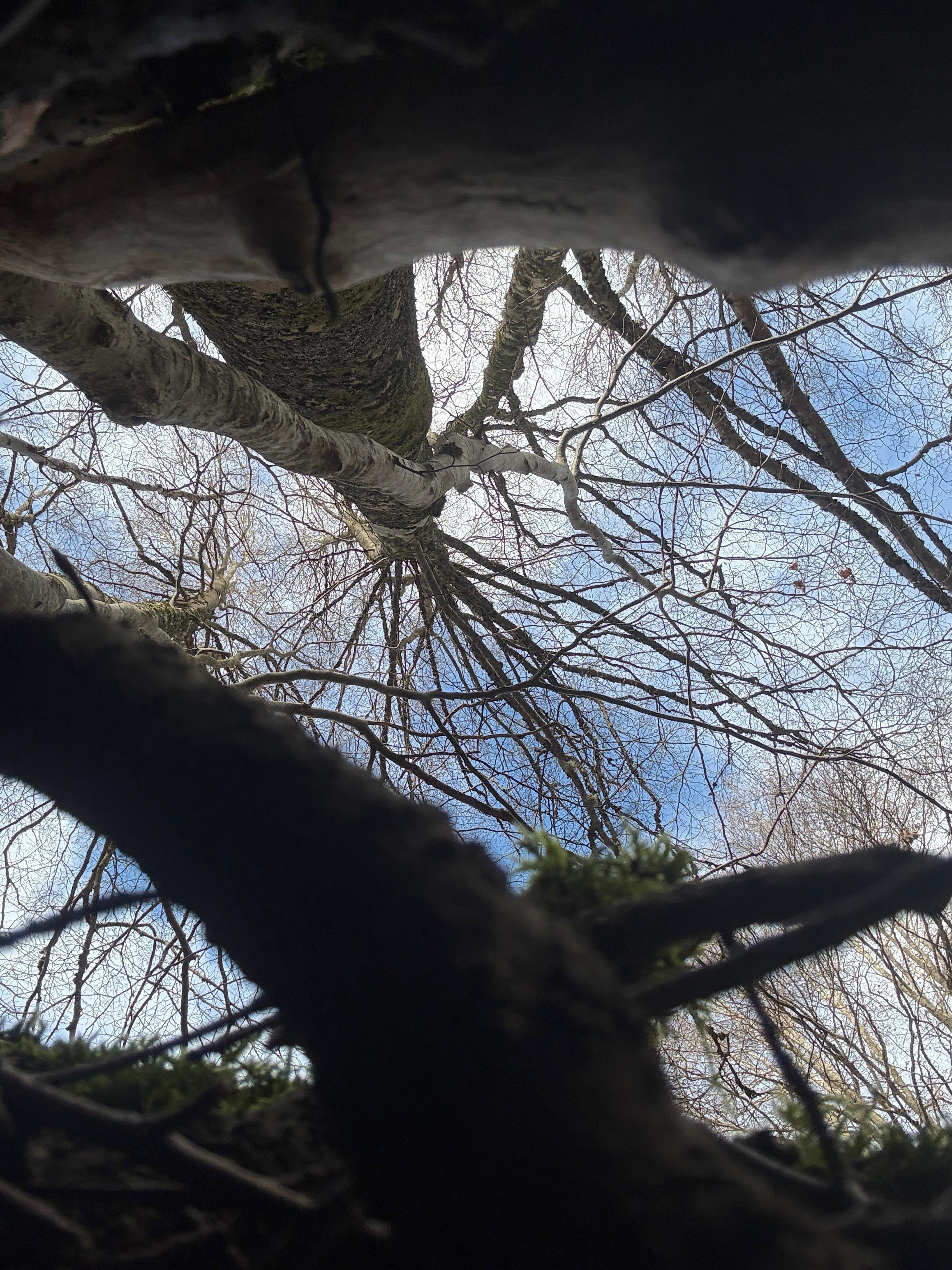 Bare branches against the sky, seen from inside a winter wood