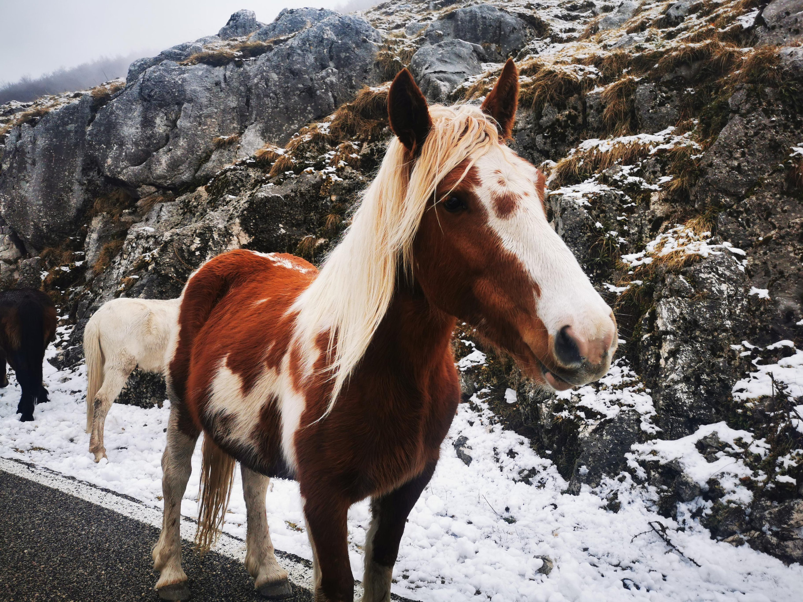 A chestnut and white horse standing on a snowy mountain road