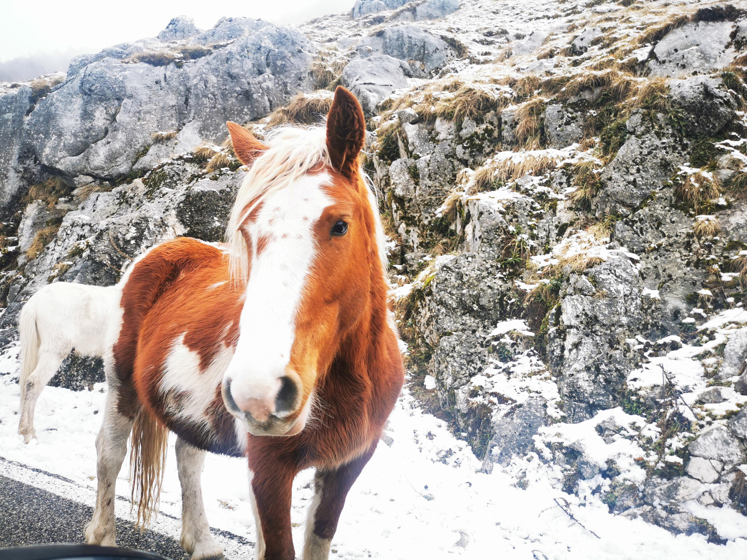 Brown and white pony standing on a snowy rocky mountain slope