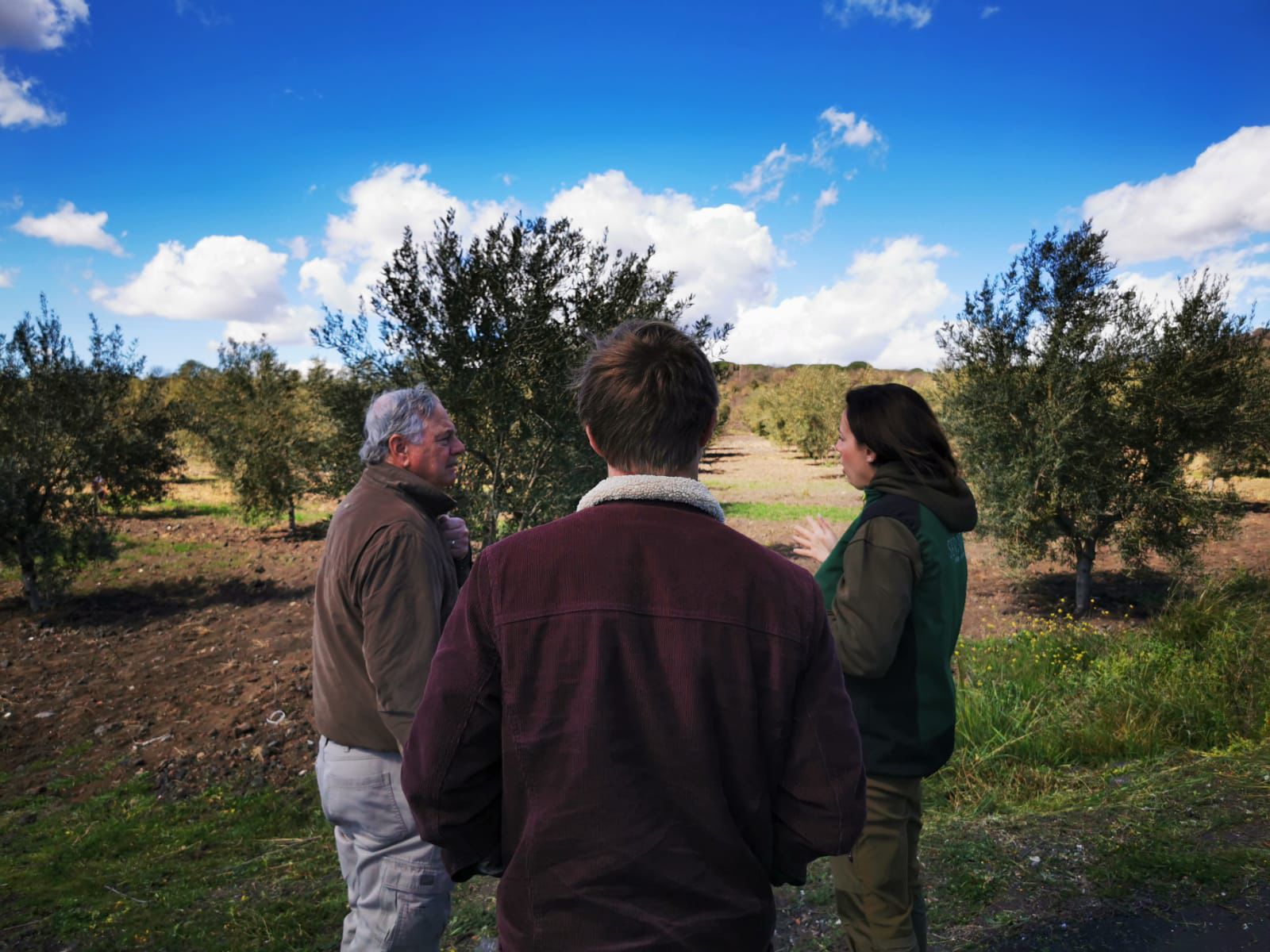 Three people talking among olive trees in a sunlit grove under a blue sky