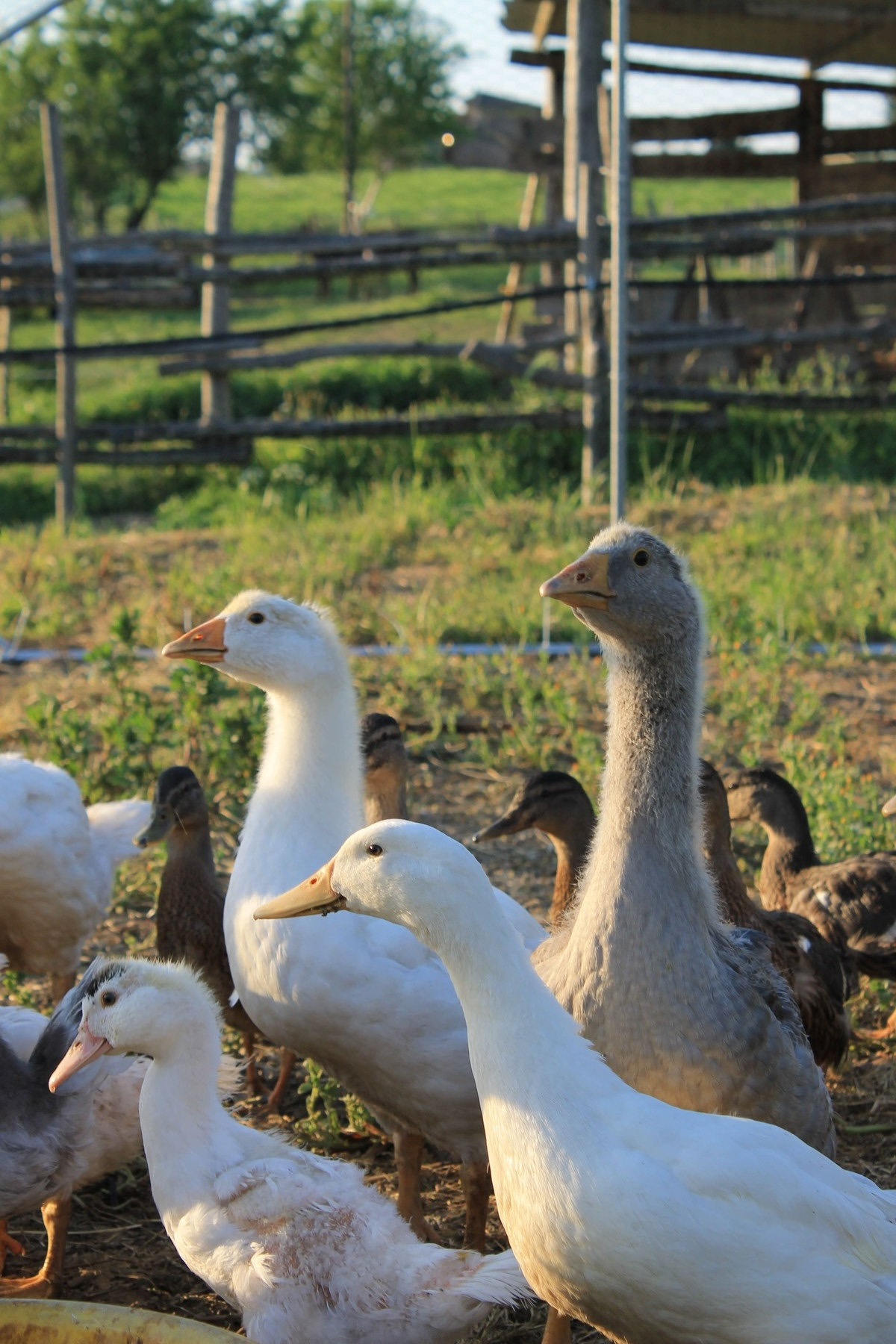 Geese in a fenced meadow on the farm behind the restaurant