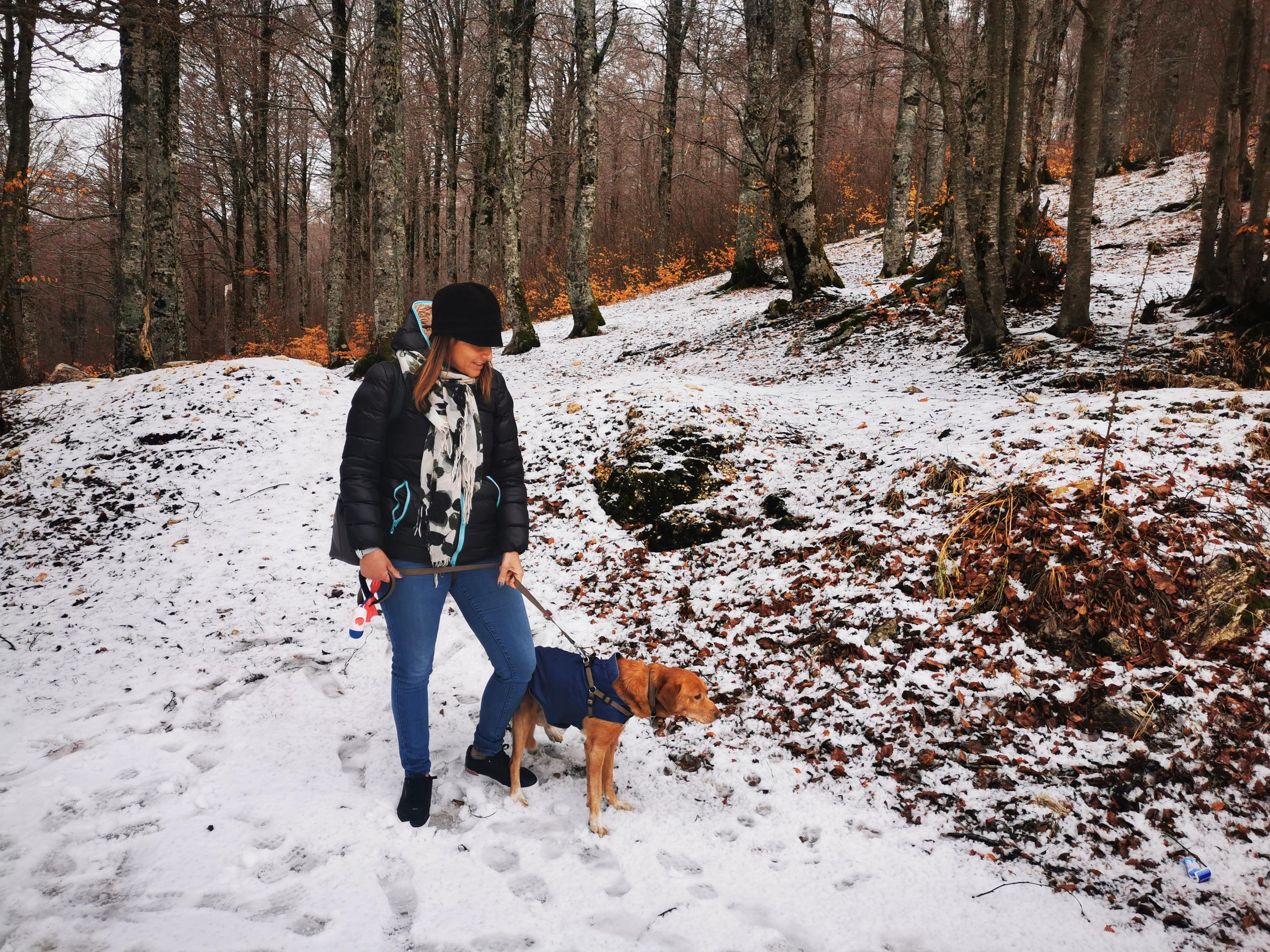 A walker and a dog on a snow-dusted path through a beech wood