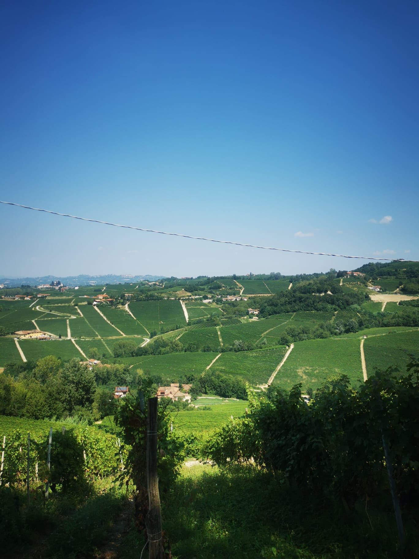 The vine-covered hills of the Langhe under a clear sky