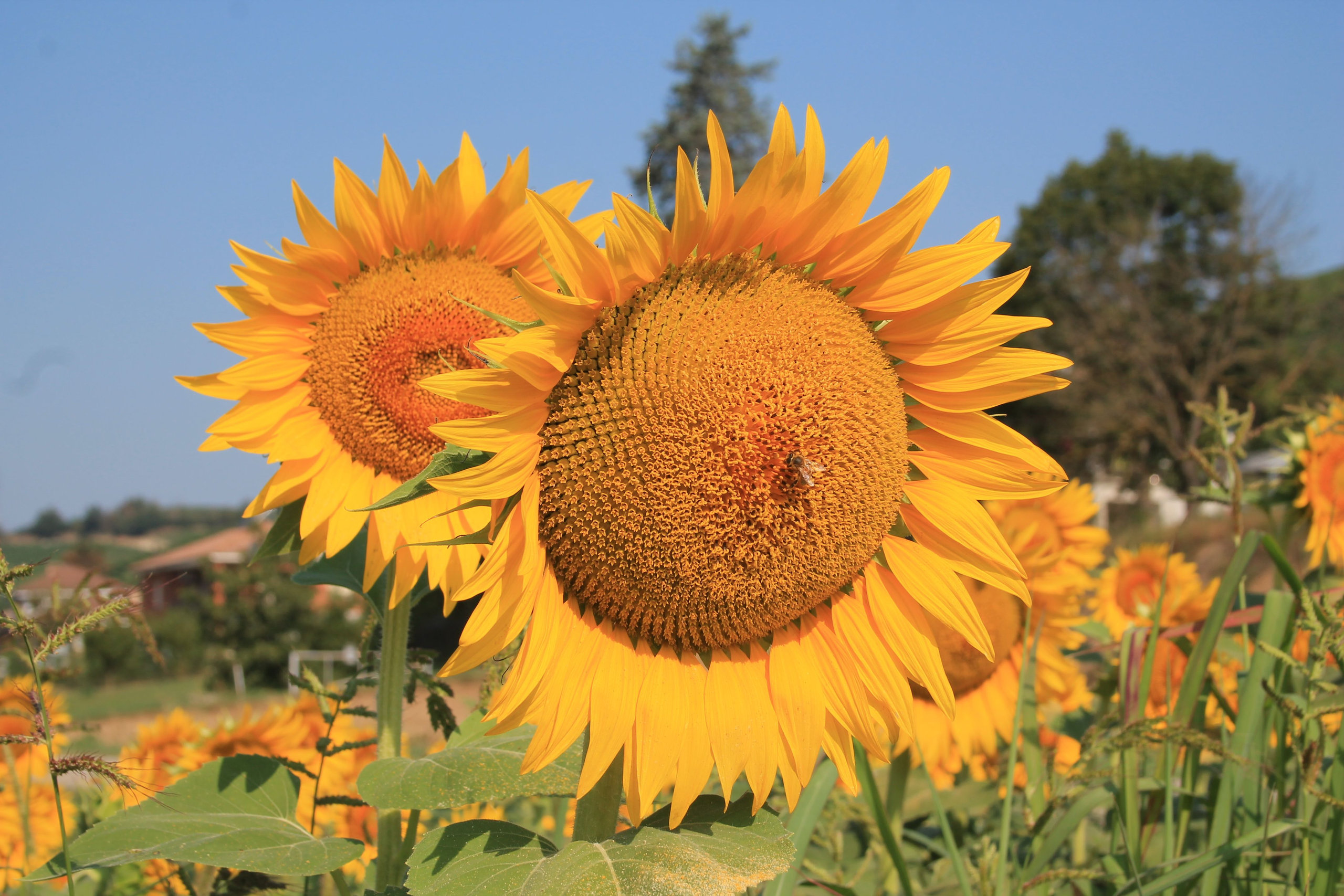 Two large sunflowers in full bloom in a field, with a bee on one flower head