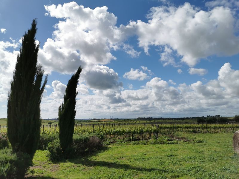 Cypresses on the edge of a green field under a cloudy sky