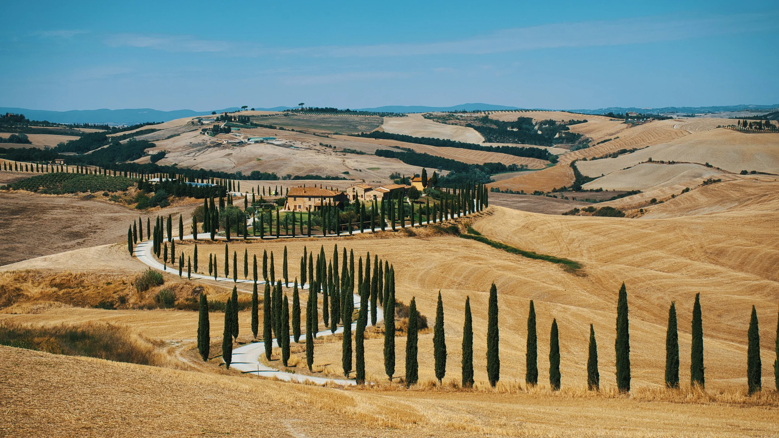 Winding road lined with cypress trees across golden rolling hills of Tuscany