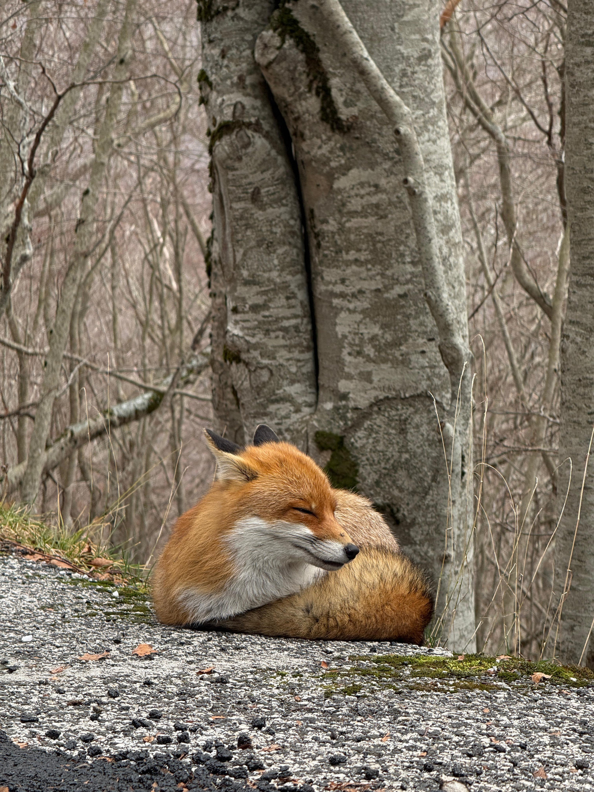A fox curled up asleep at the foot of a tree in the woods