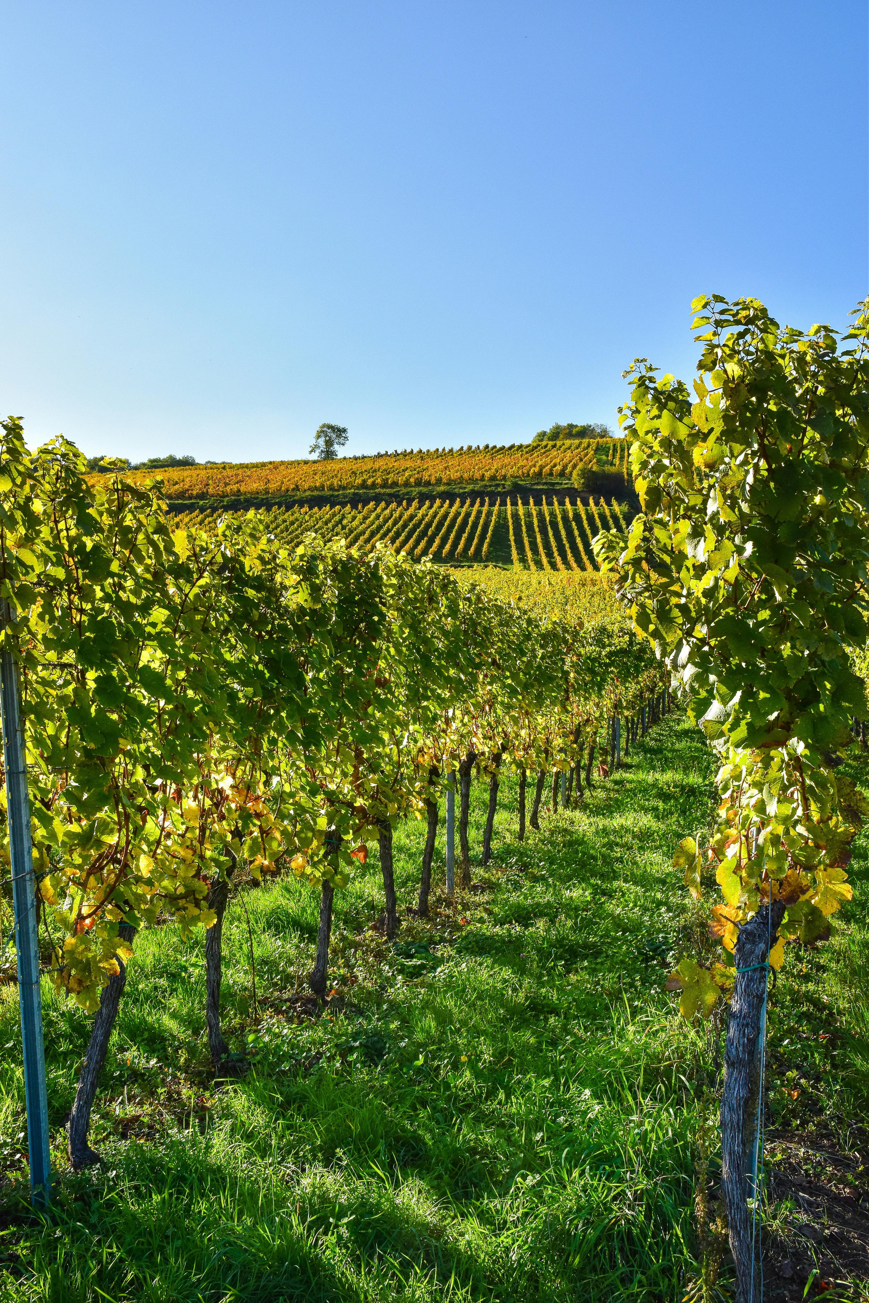 Rows of grapevines with autumn-tinted leaves climbing a sunlit hillside under a clear sky