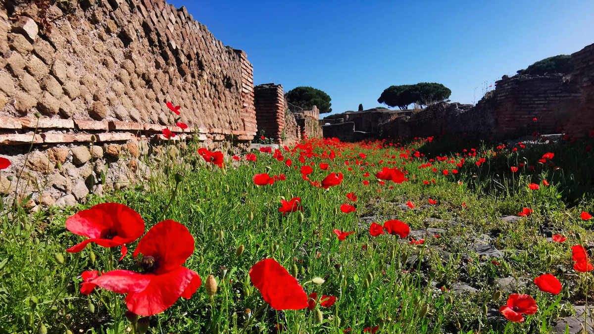 Red poppies in bloom among the ancient brick walls of Ostia Antica