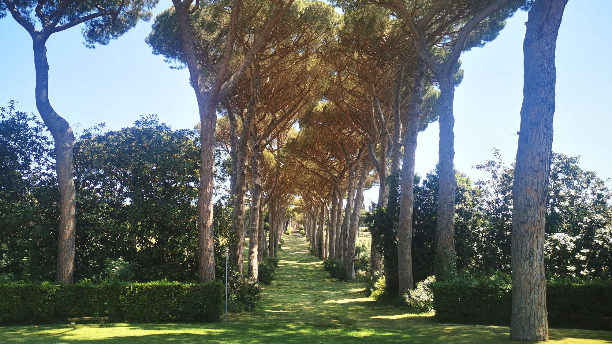 Sun-dappled avenue lined with tall umbrella pines and low hedges