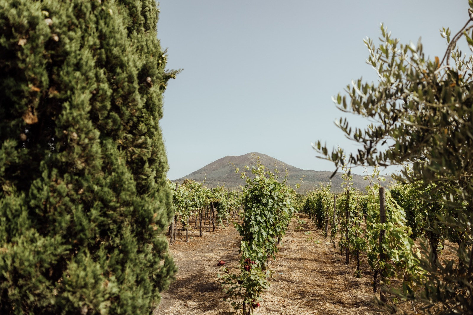 Rows of grapevines between a cypress and an olive tree, with Vesuvius on the horizon