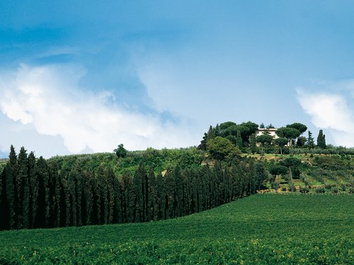Vineyard and a row of cypress trees leading to a hilltop villa under a blue sky