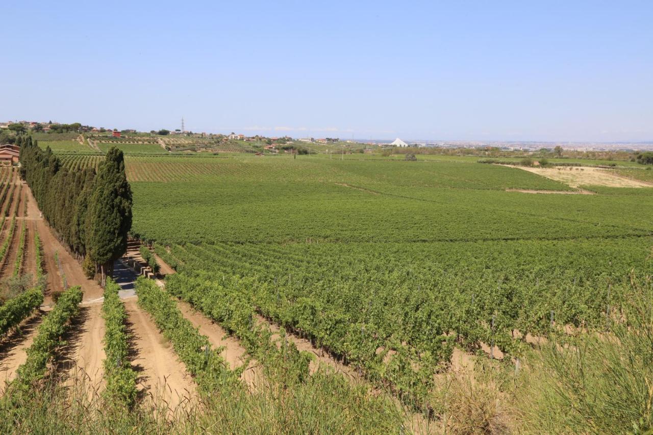 Rows of vines stretching across rolling hills under a clear sky