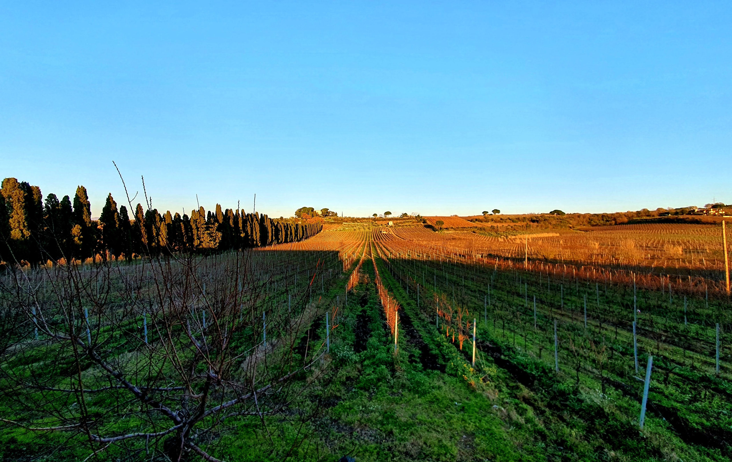 Vineyard rows in golden evening light with a line of cypresses along the edge