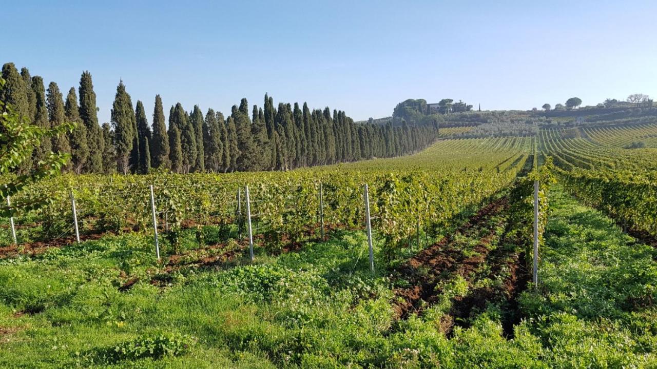 Trellised vines in spring beside a tall row of cypress trees