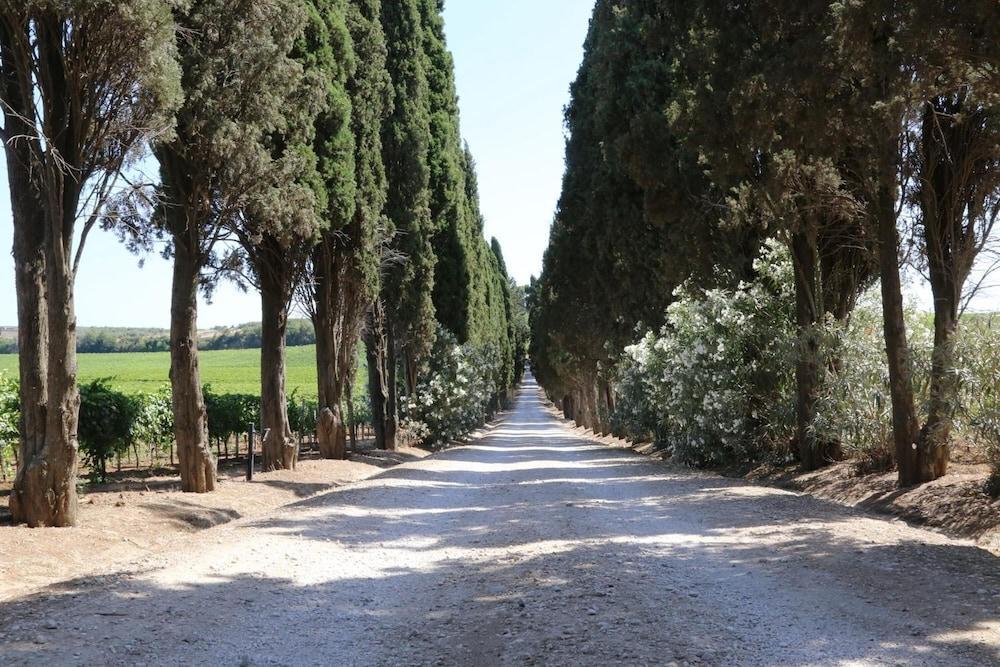 Gravel lane lined with tall cypress trees running past vineyards