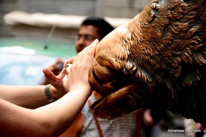 Hands rubbing the polished snout of a bronze boar statue for good luck