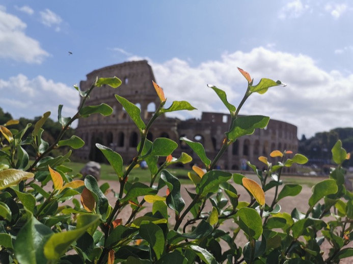 Green leaves in the foreground with the Colosseum softly blurred against a cloudy sky