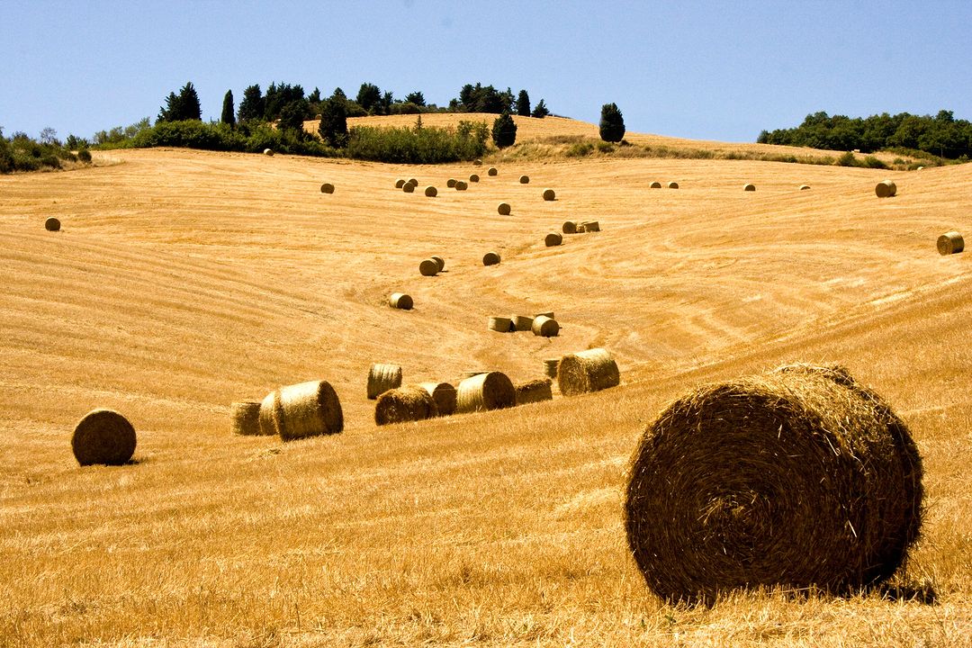 Golden harvested fields dotted with round hay bales under a clear blue sky in the Tuscan countryside