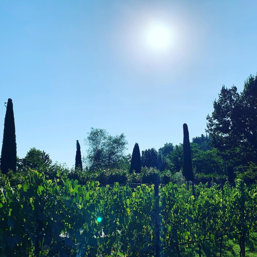 Rows of green vines in the sun with tall cypress trees rising behind them