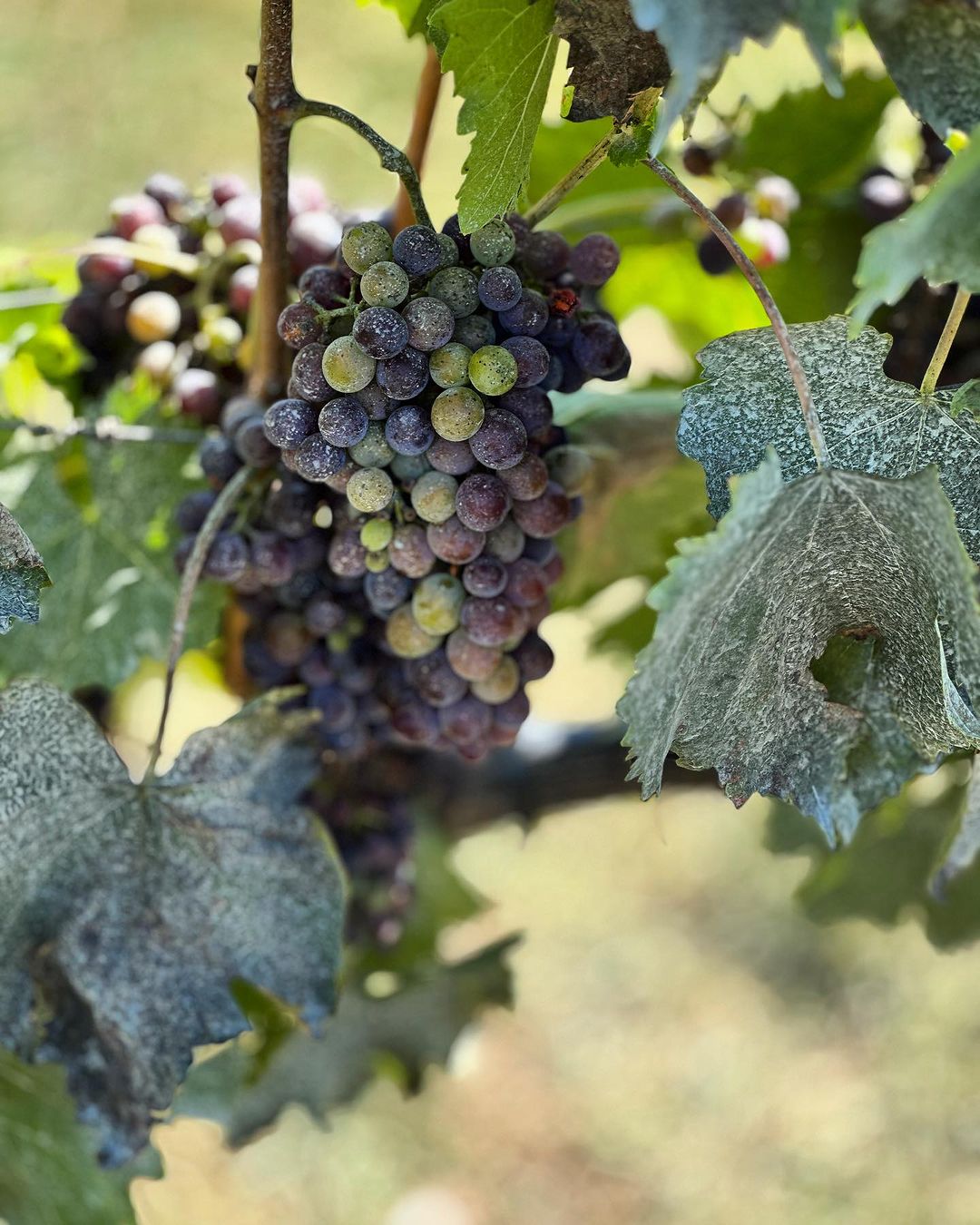 Close-up of a ripening bunch of dark grapes hanging among vine leaves