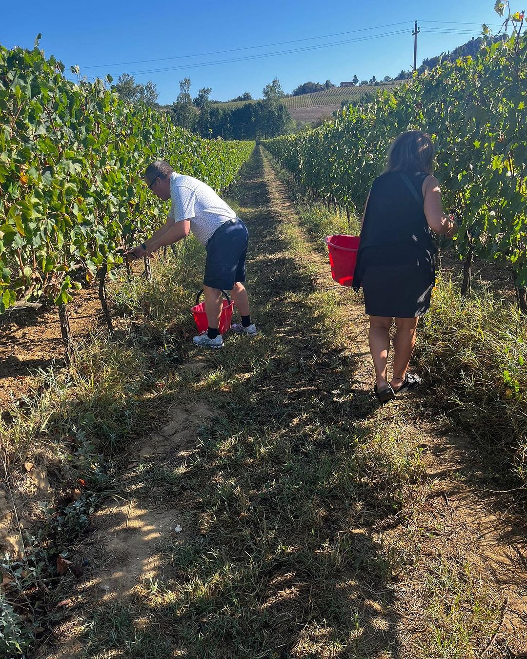 Two people picking grapes by hand with red buckets between sunlit vineyard rows