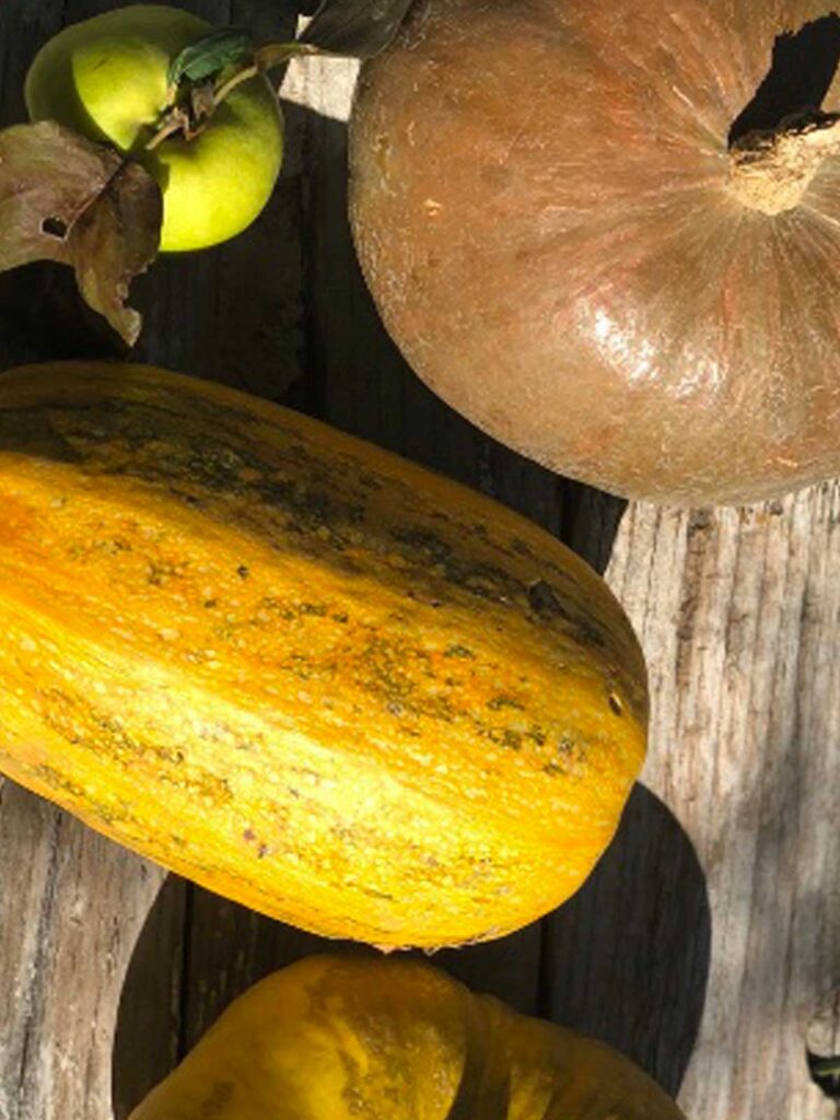 Freshly harvested squash, a pumpkin and a green apple on a weathered wooden table
