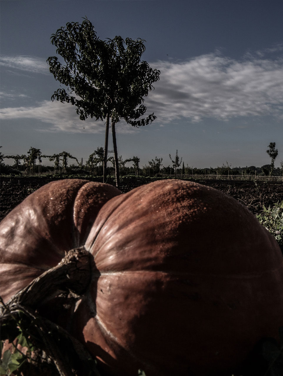 Large ripe pumpkins in a field with a slender tree against a moody evening sky