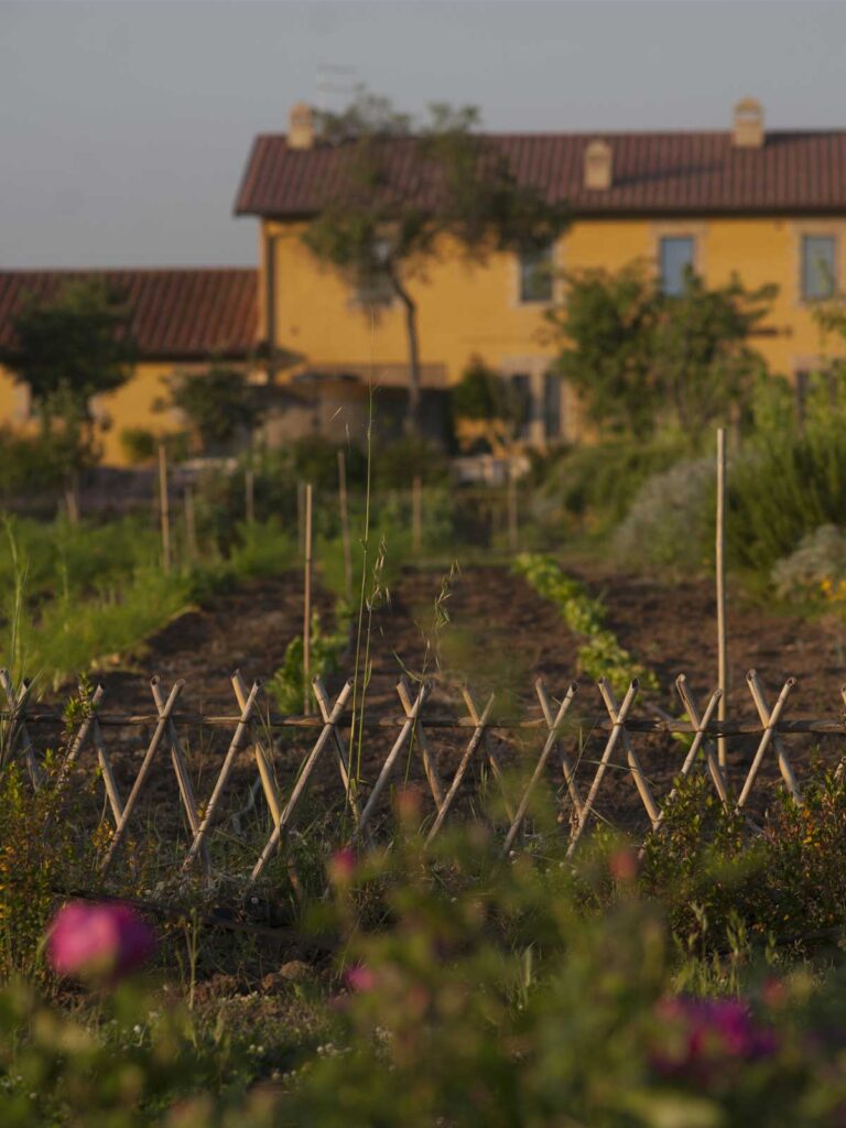 Yellow farmhouse behind a tidy vegetable garden with wooden stakes and pink flowers in the foreground