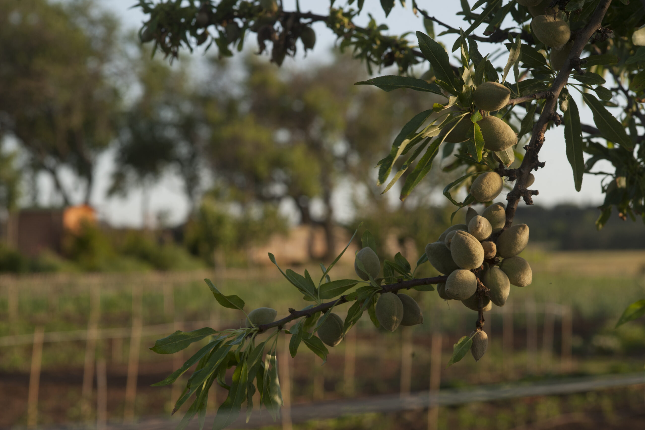 Branch of green almonds ripening on the tree with the farm fields softly blurred behind