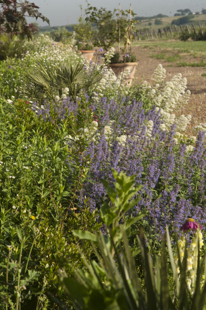 Herb and flower garden with purple lavender-like blooms and white flowers, with terracotta pots and fields beyond