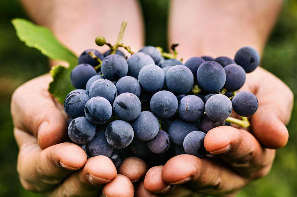 Cupped hands holding a bunch of freshly picked dark grapes