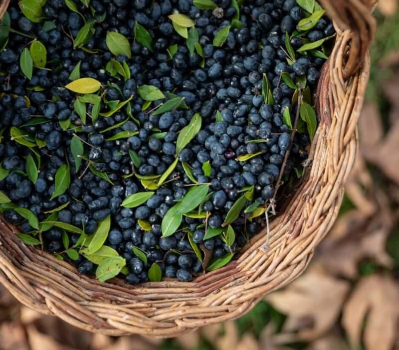 Wicker basket full of freshly harvested olives and green leaves