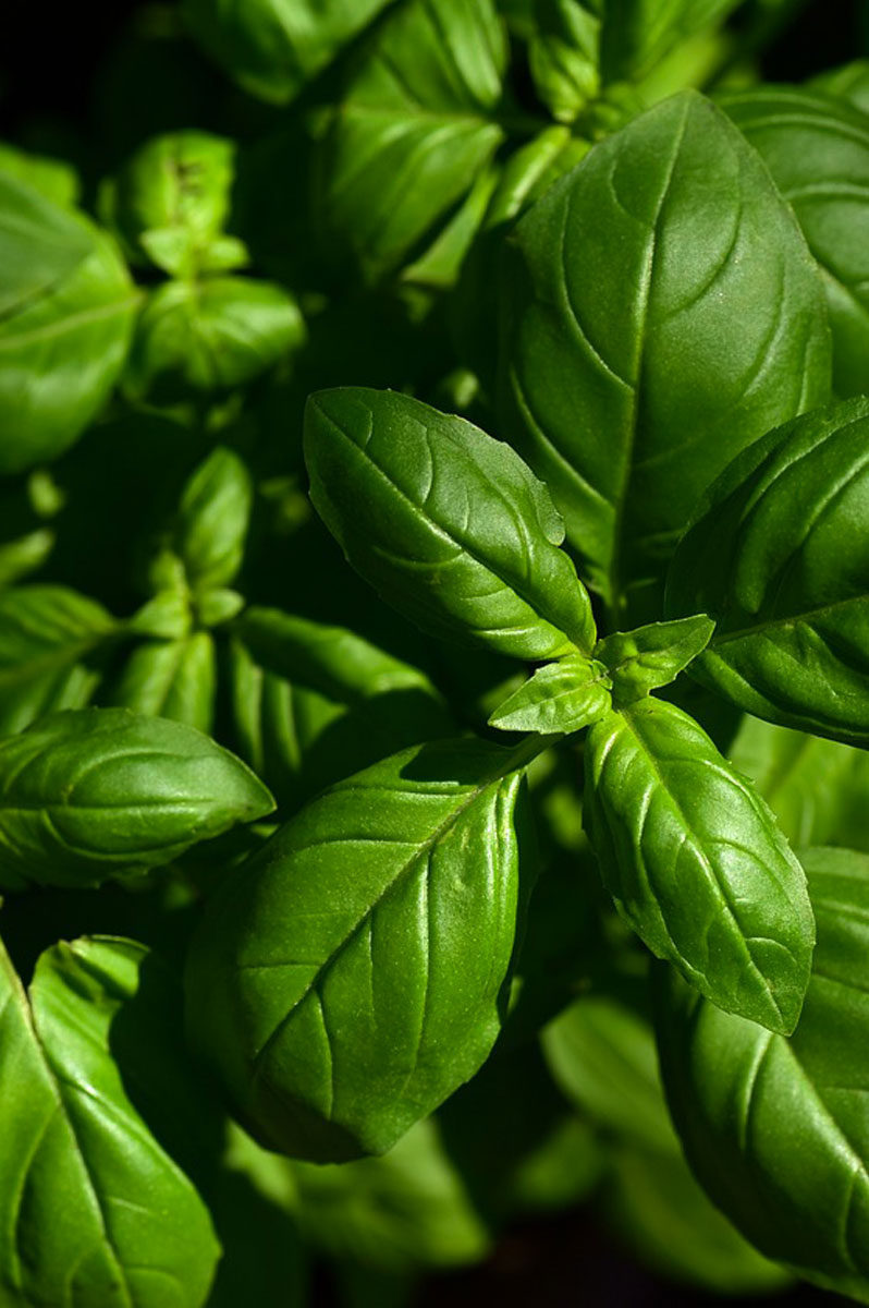 Close-up of lush green basil leaves