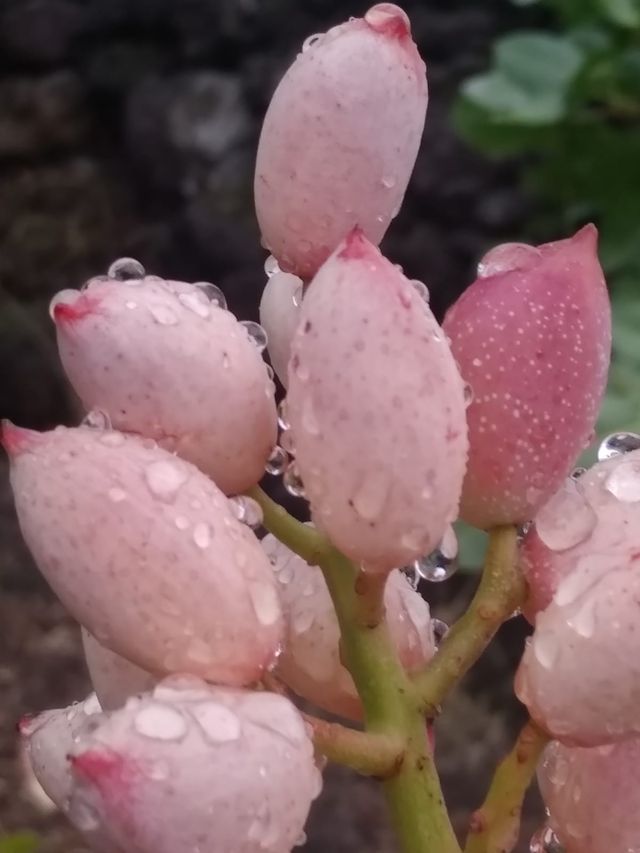 Close-up of pink pistachio clusters covered in raindrops