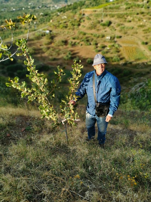 Farmer standing beside a young pistachio tree on a terraced hillside