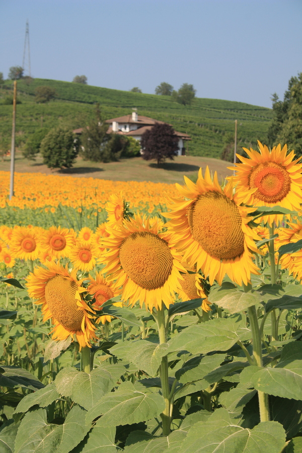 Field of sunflowers in bloom with a farmhouse on vine-covered hills behind