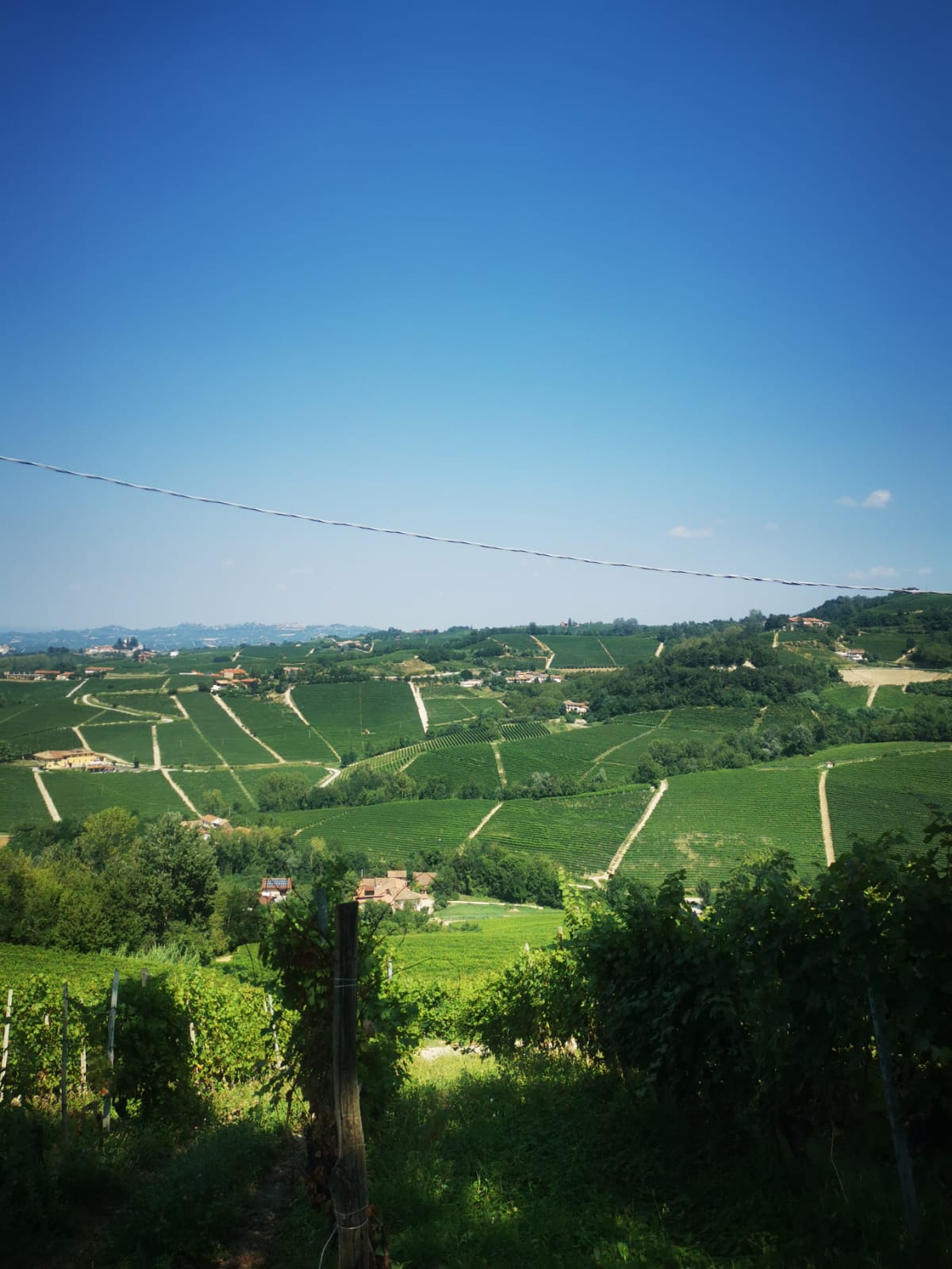 Rolling green vineyard hills of the Langhe under a clear blue sky