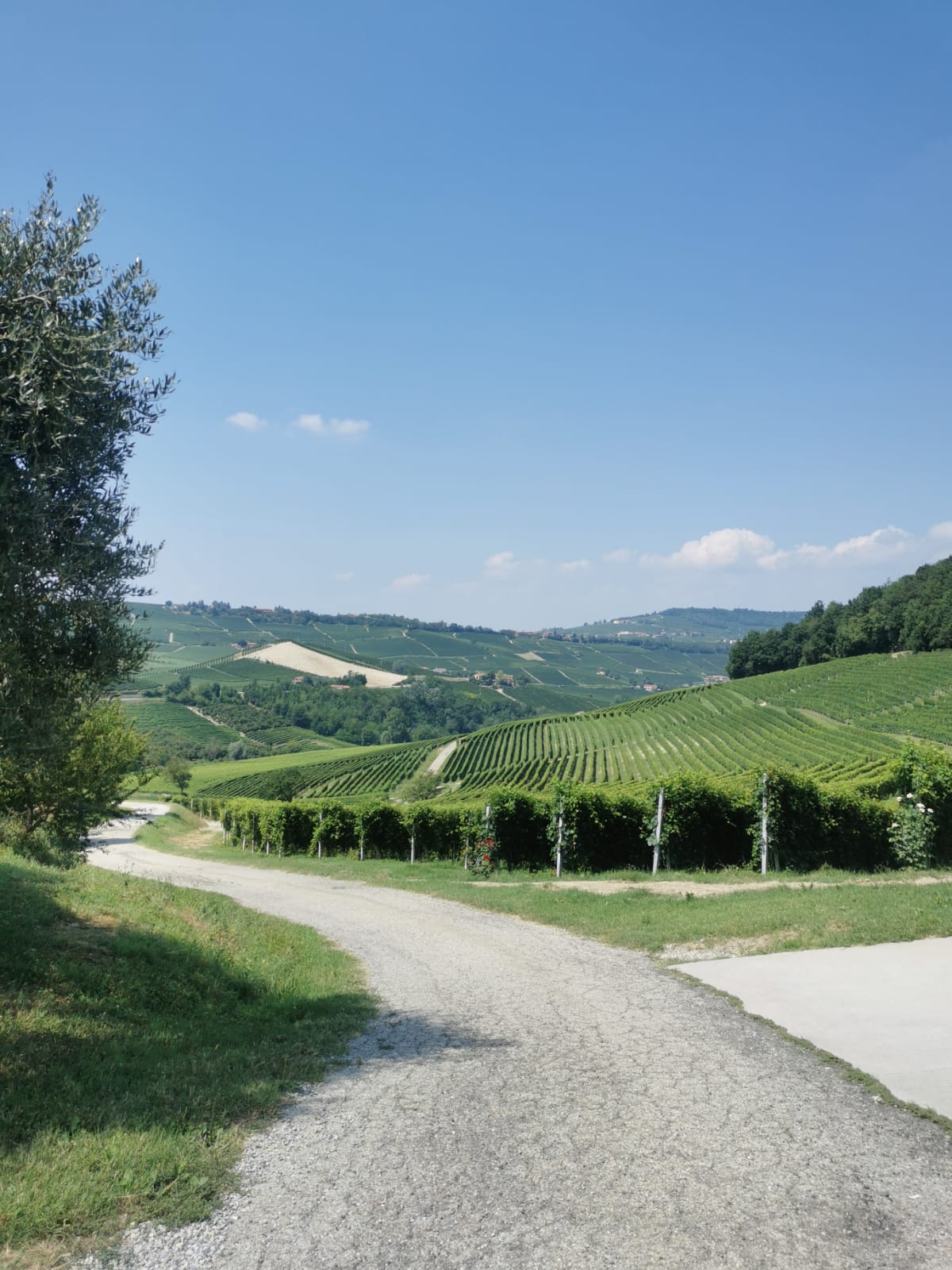 Gravel path winding toward terraced vineyards on sunny hillsides