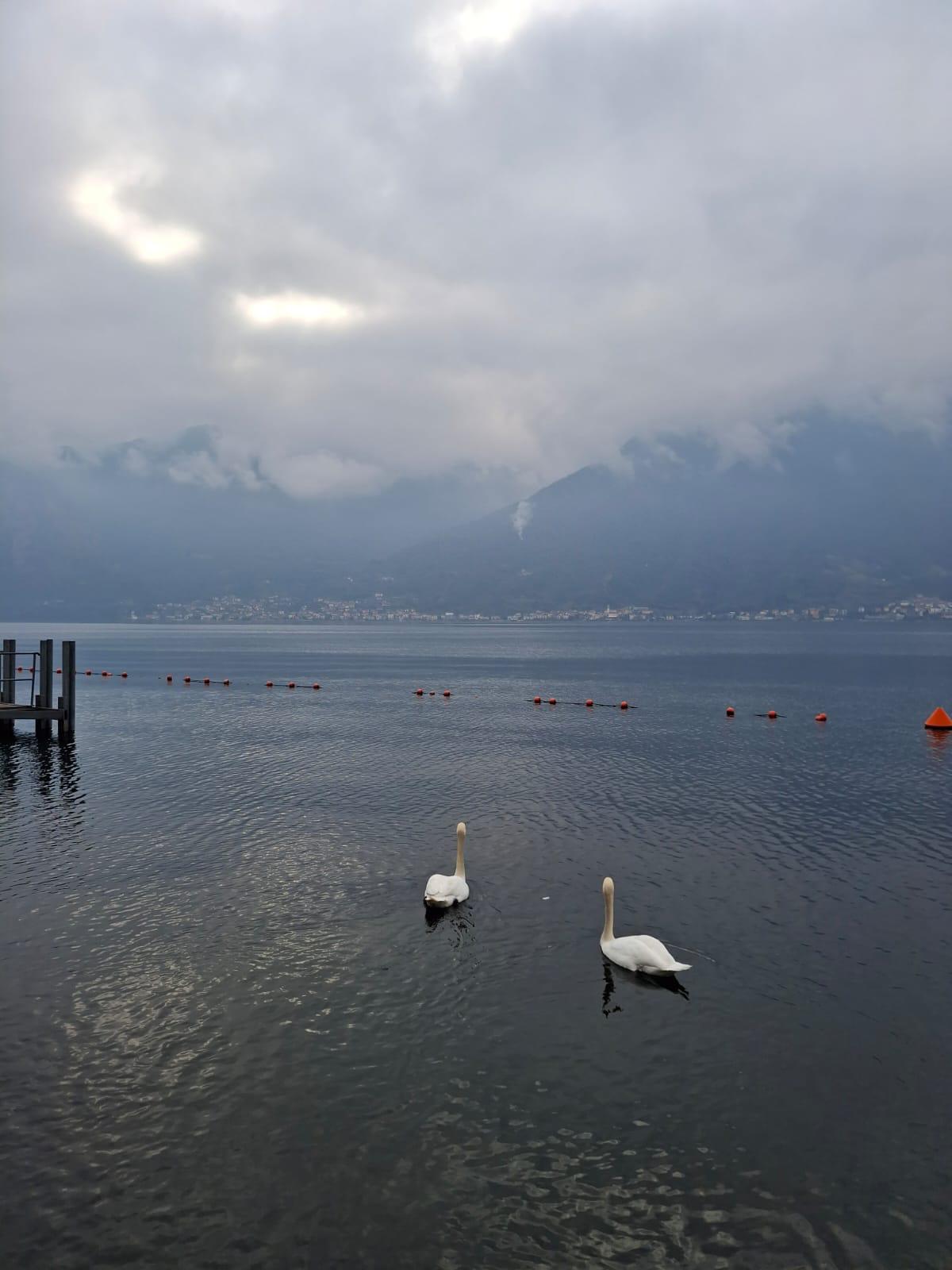 Two white swans on calm grey lake water with cloud-covered mountains beyond