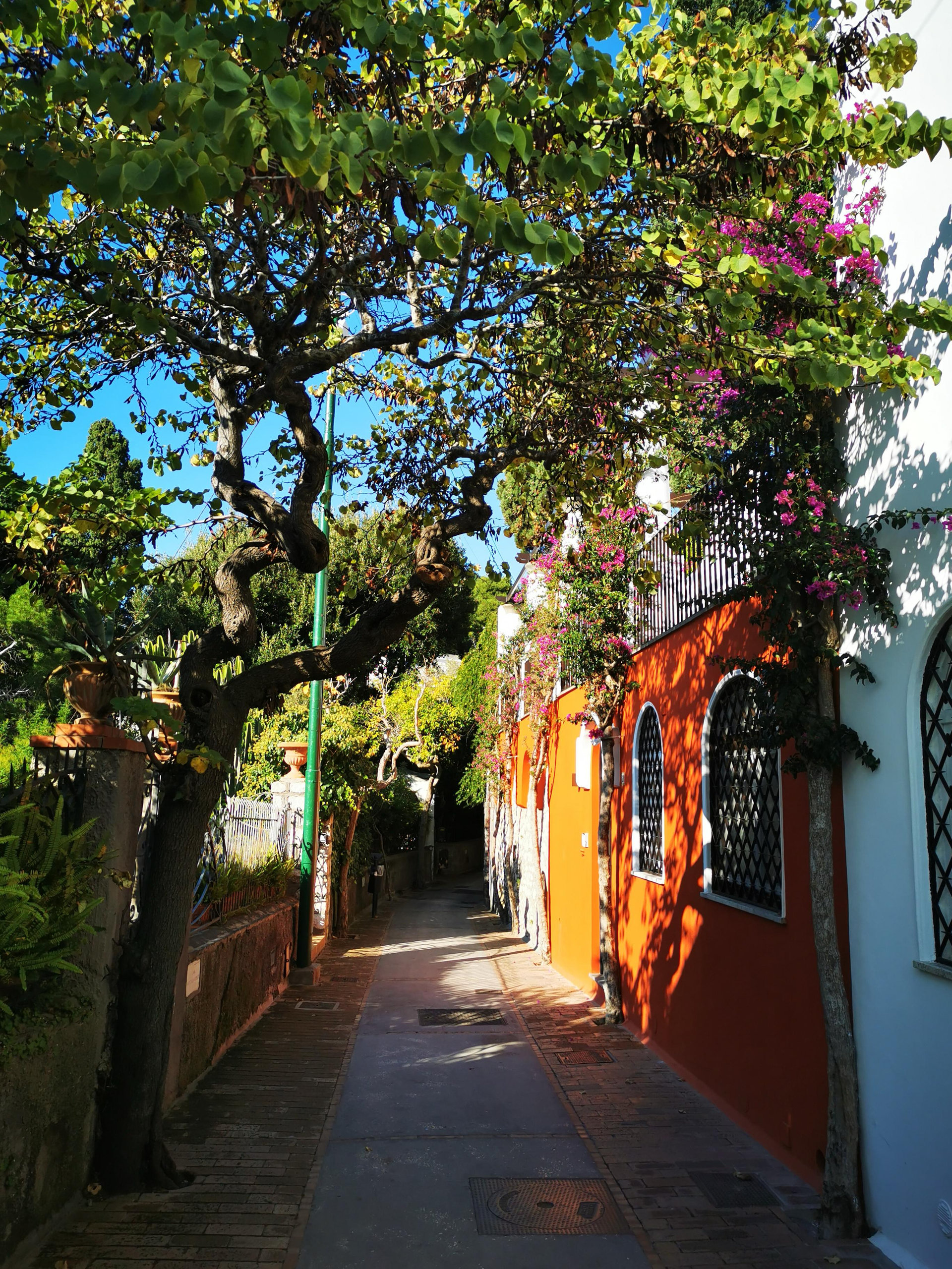 Narrow cobbled lane with an orange house, bougainvillea and shady trees on Capri