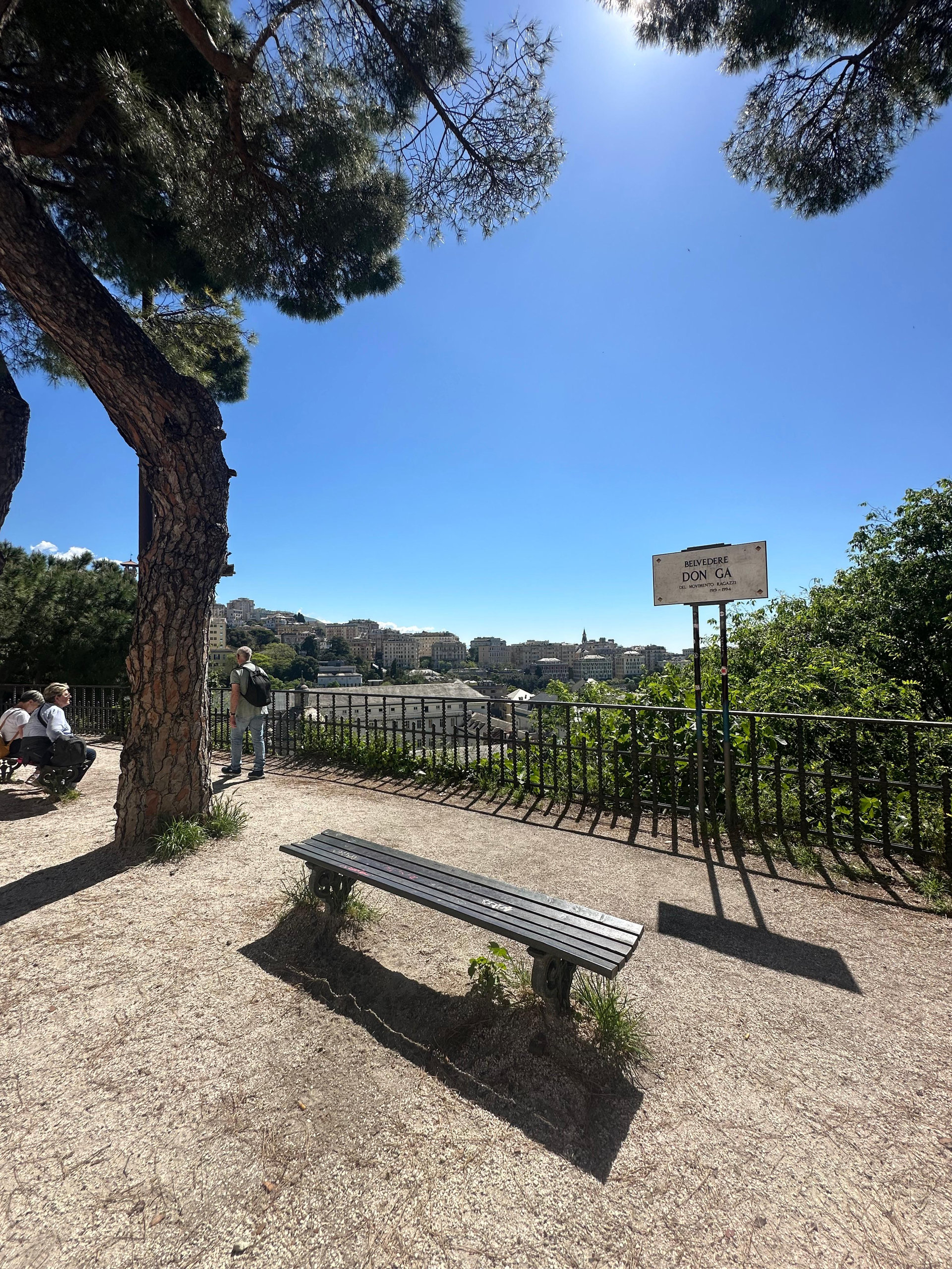 Empty bench under a pine tree at a hilltop viewpoint overlooking the city rooftops