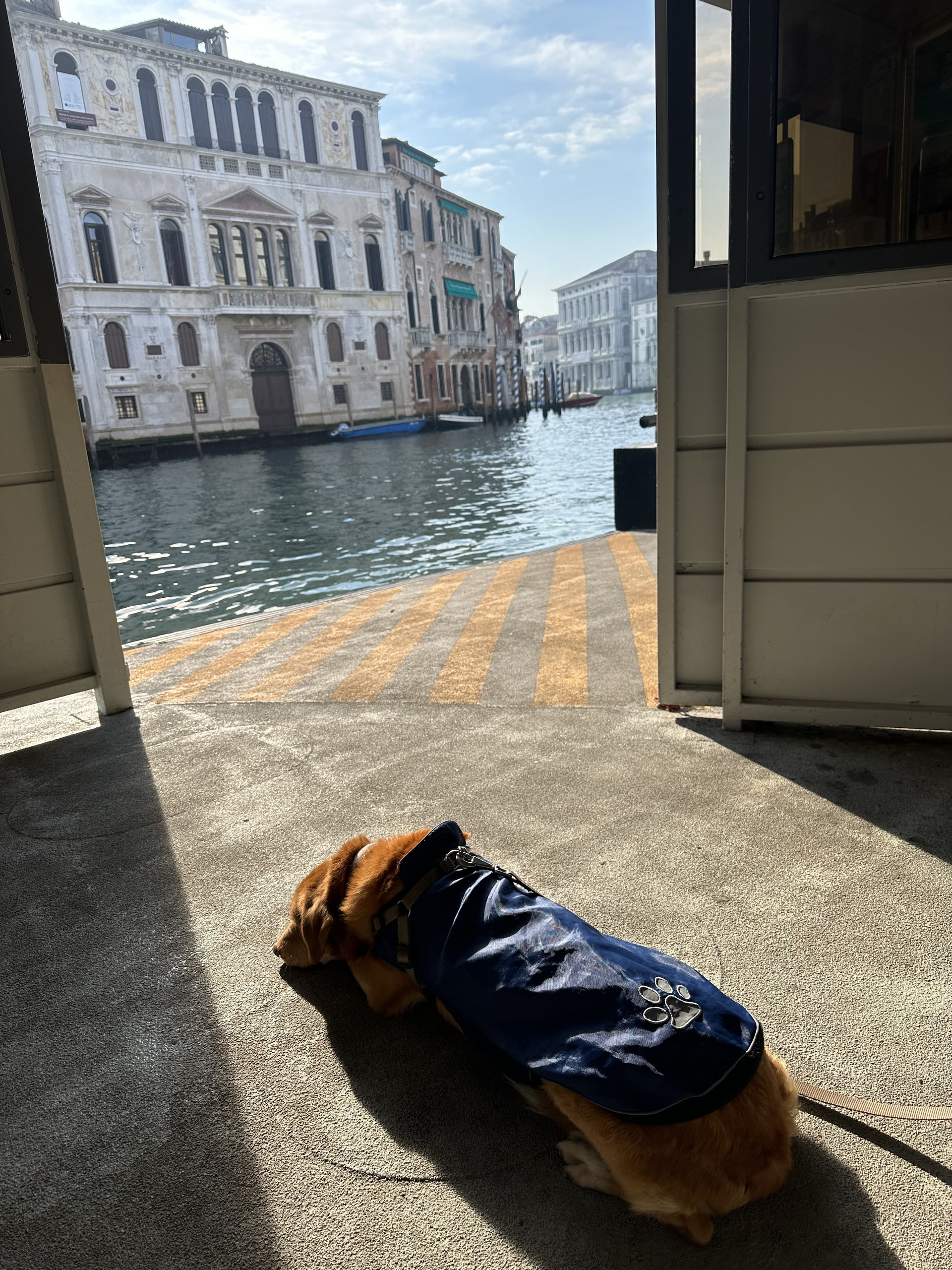 Dog in a blue coat resting on a waterside landing stage with palaces across the Grand Canal