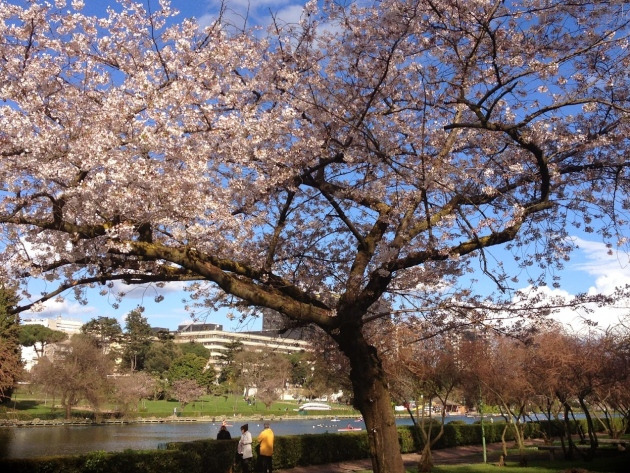 Flowering cherry tree in bloom beside a lake, with modern buildings in the distance