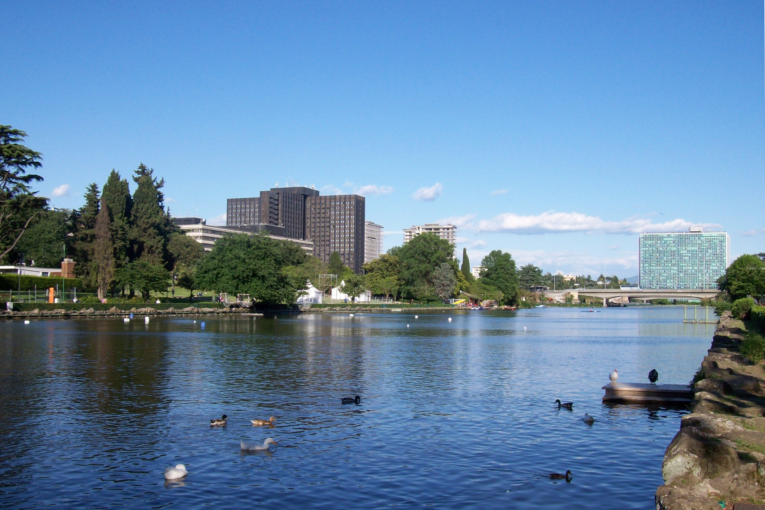 Calm lake with ducks and modern office towers rising behind green trees