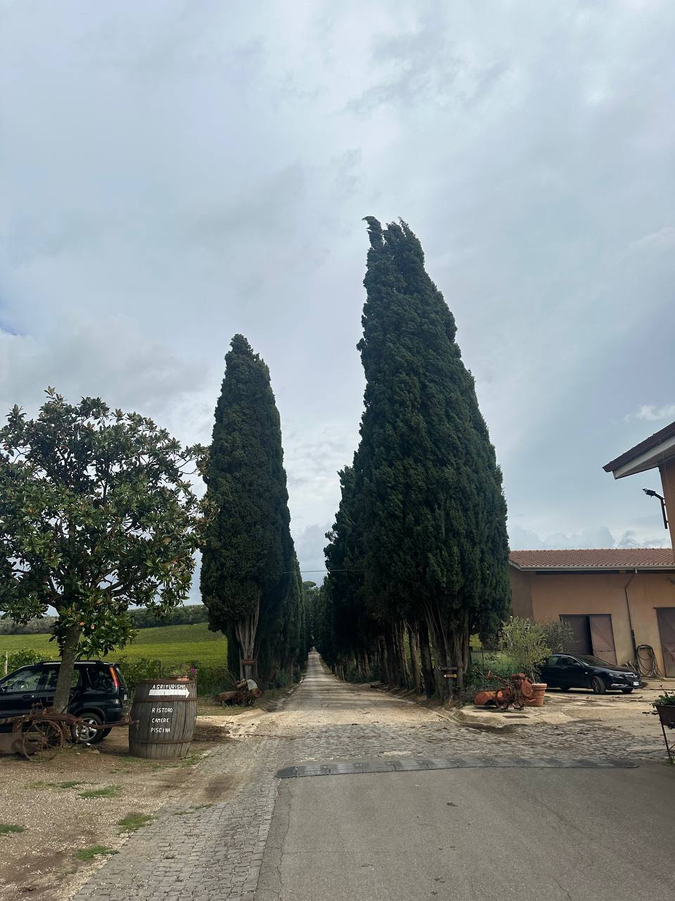 Dirt road lined with tall cypress trees leading past a farm building