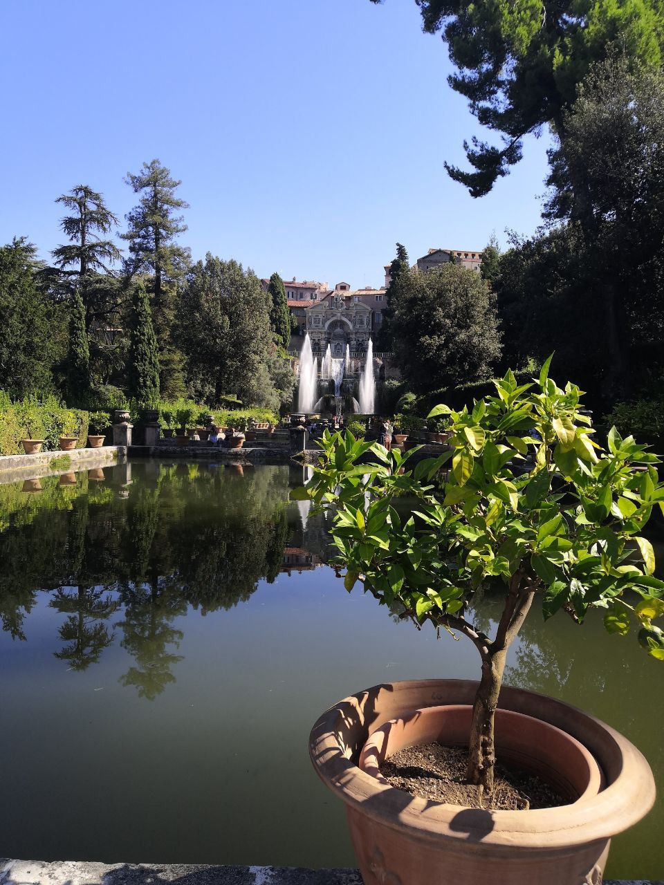 Potted lemon tree beside a still pond, with fountains and a villa in the background